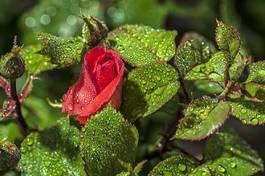 Plakat natura kwiat roślina makro rose