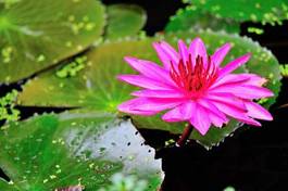 Naklejka kwiat pejzaż zen woda natura
