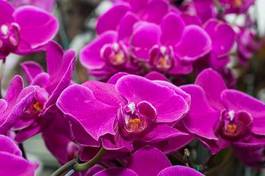 Fotoroleta kwiat wzór orhidea bukiet