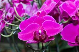 Fotoroleta holandia kwiat wzór piękny