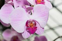 Naklejka bukiet orhidea kwiat ogród storczyk