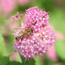 Naklejka pyłek kwiat ogród nektar sezon