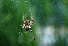 Obraz na płótnie trawa pająk kokon zielony www