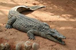 Naklejka afryka aligator krokodyl wiwarium