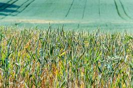 Fotoroleta pole rolnictwo zbiory pszenica ziarno