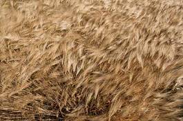 Obraz na płótnie ripe golden cereal field on a windy summer day, close-up.