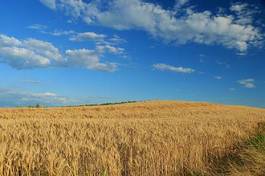 Obraz na płótnie słoma wiejski mąka pole