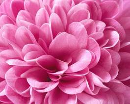 Naklejka natura kwiat chryzantema