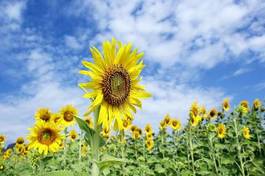 Fototapeta łąka kwiat słonecznik błękitne niebo sprężyna