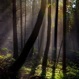 Fotoroleta słońce dziki drzewa