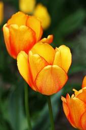 Naklejka kwiat natura ogród holandia tulipan