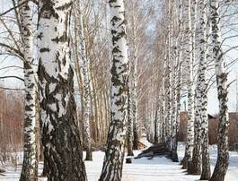 Fotoroleta roślina piękny las śnieg