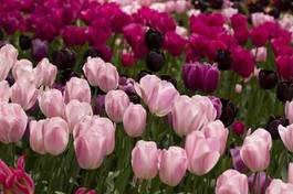 Obraz na płótnie pole natura tulipan kwiat waszyngton