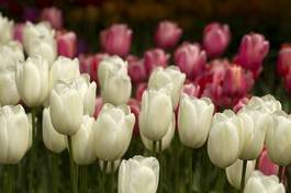 Naklejka tulipan rolnictwo waszyngton