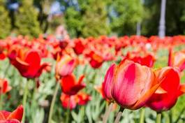Naklejka tulipan drzewa lato kwiat