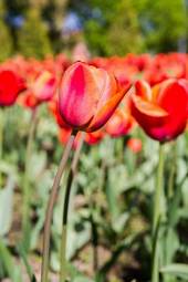 Plakat kwiat park drzewa lato tulipan