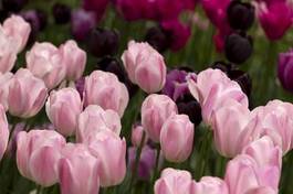Naklejka rolnictwo natura tulipan pole