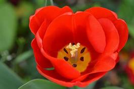 Naklejka ładny pyłek tulipan