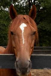 Obraz na płótnie zwierzę ssak koń
