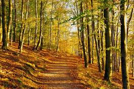 Plakat krajobraz natura drzewa jesień