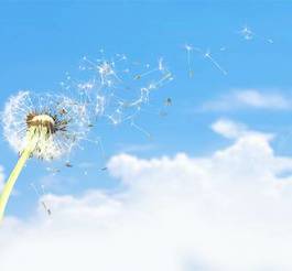 Obraz na płótnie pyłek mniszek pospolity cios nasienie wiatr