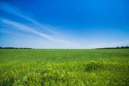 Fototapeta pszenica niebo łąka lato trawa