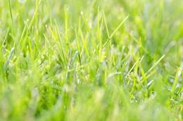 Naklejka natura łąka trawa lato roślina