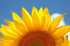 Obraz na płótnie rosa kwiat słonecznik słońce