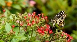 Fotoroleta motyl wzór kwiat