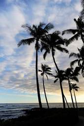 Obraz na płótnie wybrzeże spokojny tropikalny palma