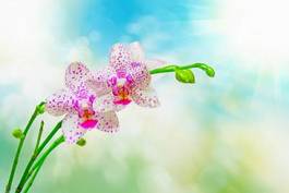 Fotoroleta kwiat orchidei na kolorowym tle