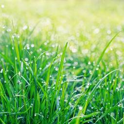 Fotoroleta wzór lato natura zdrowie trawa