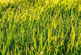 Naklejka trawa świt natura