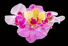 Naklejka kwiat tropikalny piękny natura