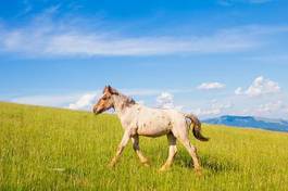 Fototapeta zwierzę krajobraz spokojny koń