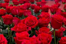 Naklejka kwiat ogród czerwony różowy