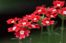 Fotoroleta roślina lato kwiat uroda nasienie