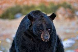 Fotoroleta ssak niedźwiedź jedzenie