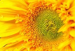 Naklejka słońce słonecznik kwiat pole wieś
