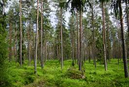 Fotoroleta las iglasty szwecja natura bezdroża