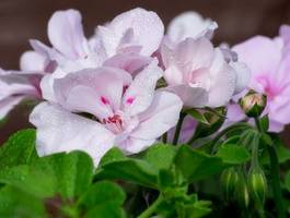 Fotoroleta piękny kwiat ogród roślina fiołek