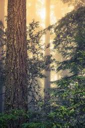 Fototapeta ameryka roślina drzewa natura las