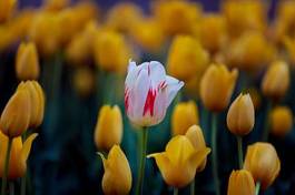 Plakat pole bukiet ogród świeży tulipan
