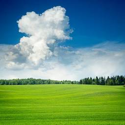 Obraz na płótnie natura piękny trawa wiejski pastwisko