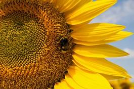 Plakat pole słonecznik zwierzę lato bee
