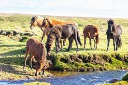 Fototapeta pejzaż trawa islandia