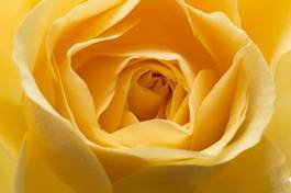 Fotoroleta kwiat makro piasek żółty