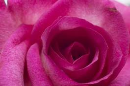 Naklejka kwiat fuksja rose makro barwione