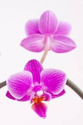 Fototapeta świeży pąk fiołek tropikalny kwiat