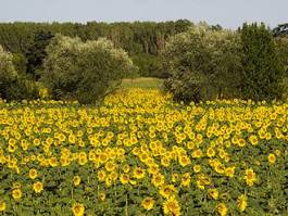 Plakat toskania słonecznik kwiat pole rolnictwo